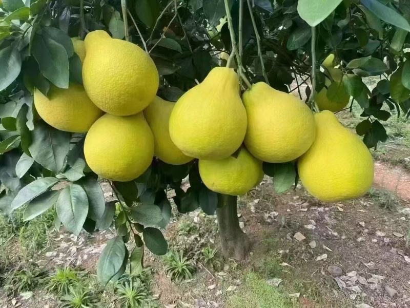 精品南康甜柚子一手货源现摘现发质量保证欢迎咨询