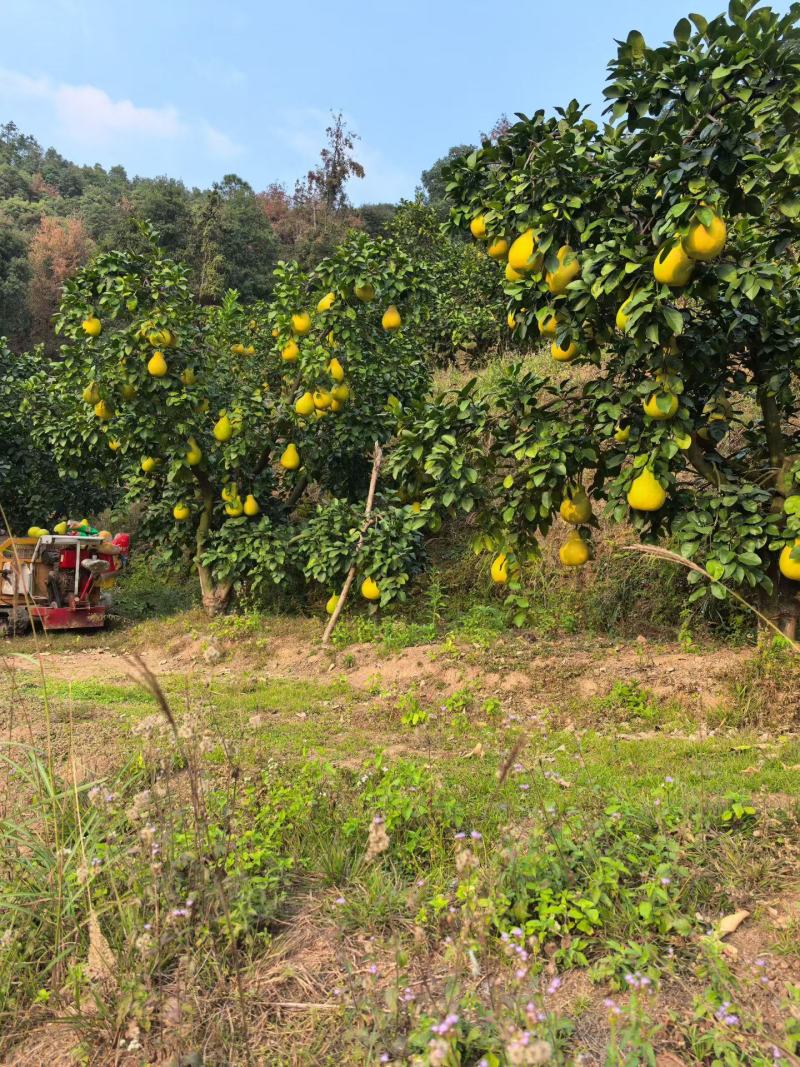 精品南康甜柚子一手货源现摘现发质量保证欢迎咨询
