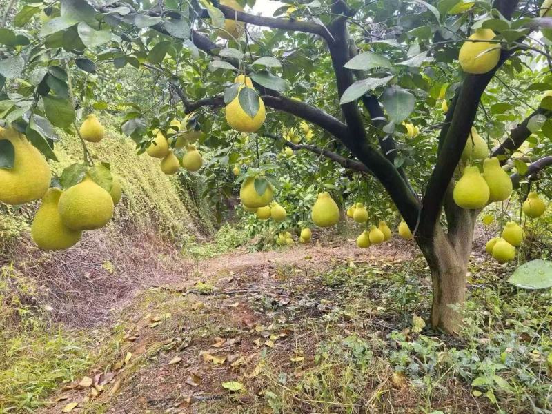 精品南康甜柚子一手货源现摘现发质量保证欢迎咨询