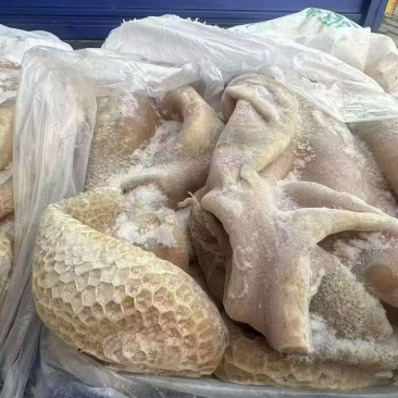 精品熟牛大肚带金肚