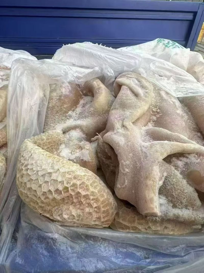 精品熟牛大肚带金肚