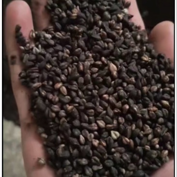 荞麦，黑苦荞、灰苦荞、带壳甜荞、酿酒、磨面、货优价更优