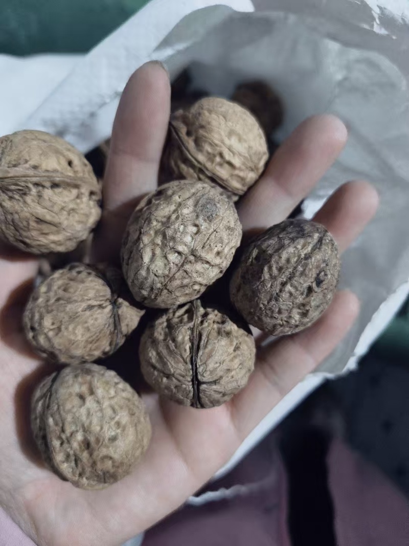核桃云南薄皮核桃