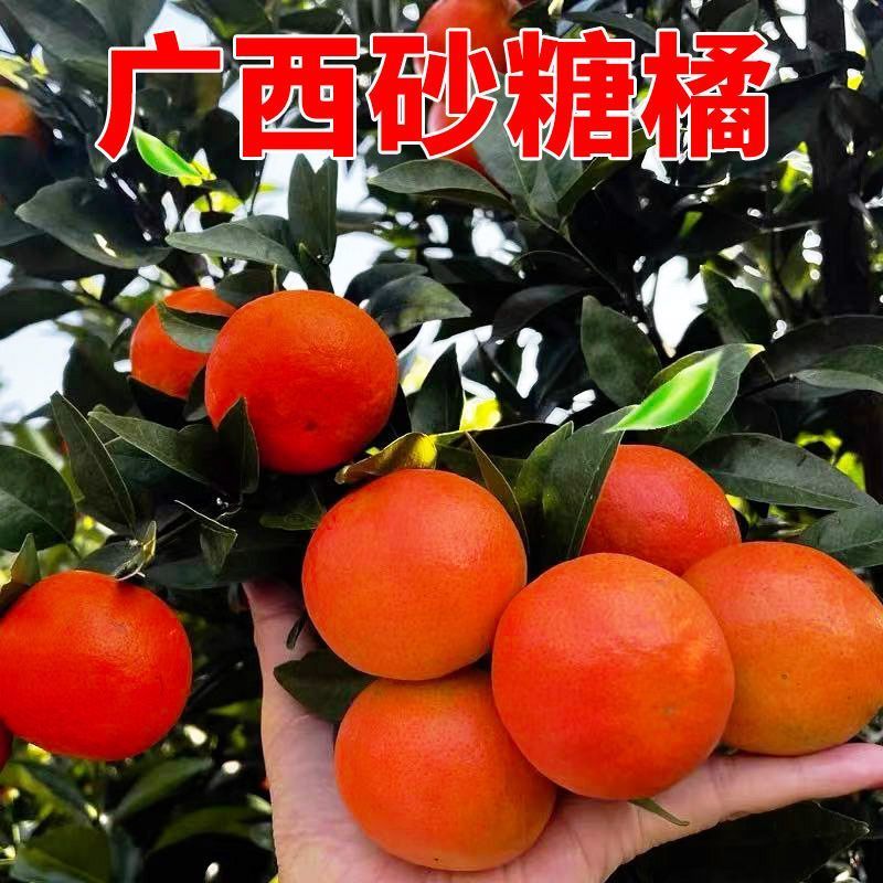 砂糖橘一件代发对接各大电商社区团购平台日供5万单