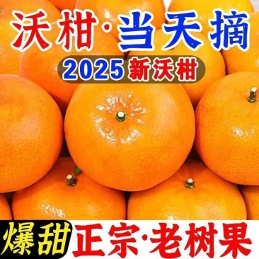 沃柑一件代发对接各大电商社区团购平台日供5万单