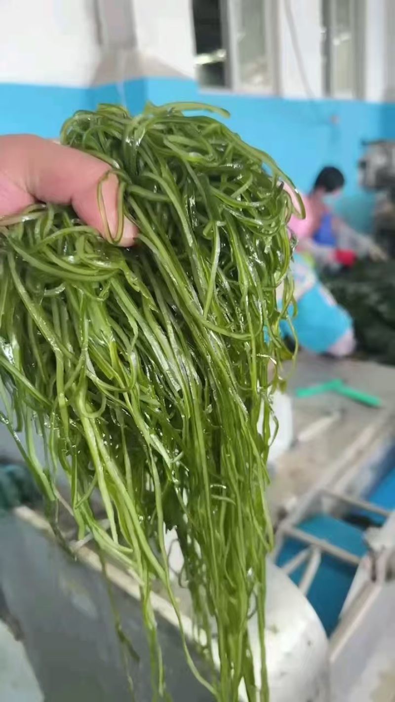 大连海带丝产地货源充足支持一件代发欢迎随时联系