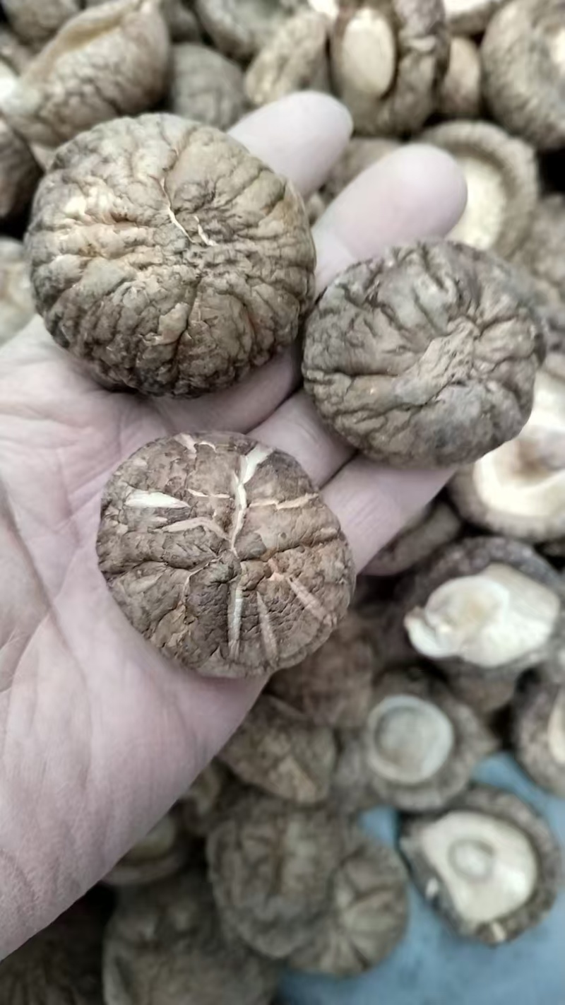 包邮精选3～4cm香菇2026新菇上市，电烘干保证品质