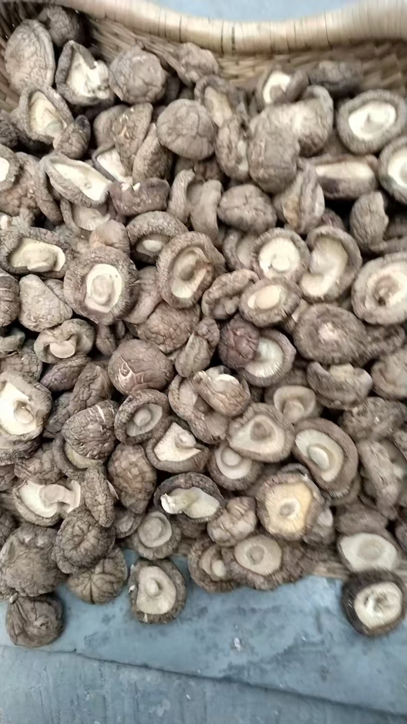 包邮精选3～4cm香菇2026新菇上市，电烘干保证品质