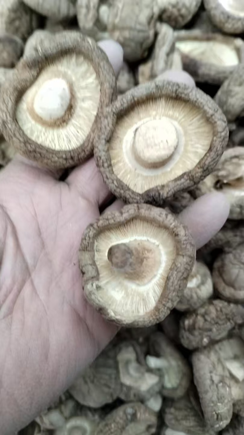 包邮精选3～4cm香菇2026新菇上市，电烘干保证品质