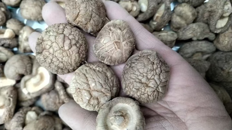 包邮精选3～4cm香菇2026新菇上市，电烘干保证品质