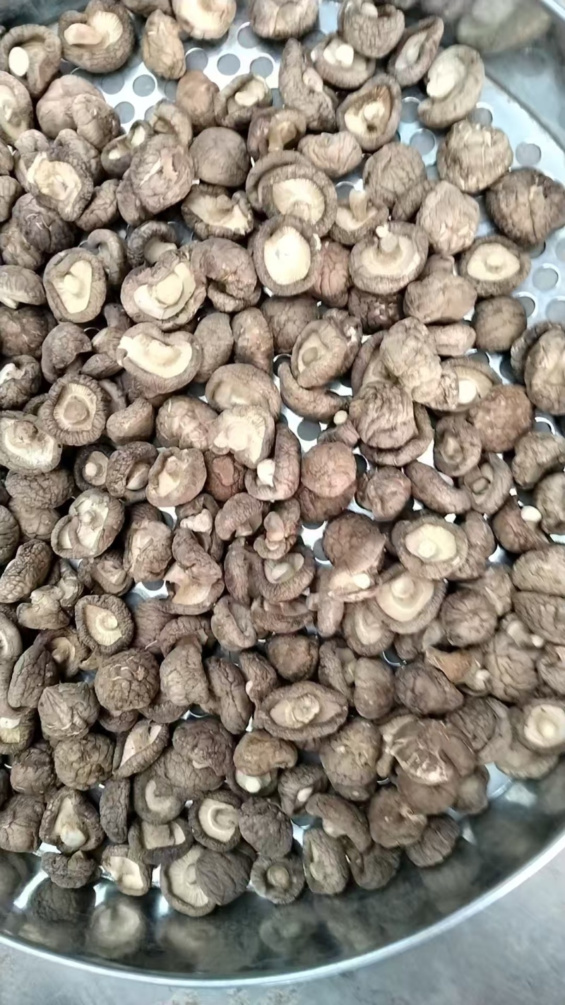 包邮精选3～4cm香菇2026新菇上市，电烘干保证品质
