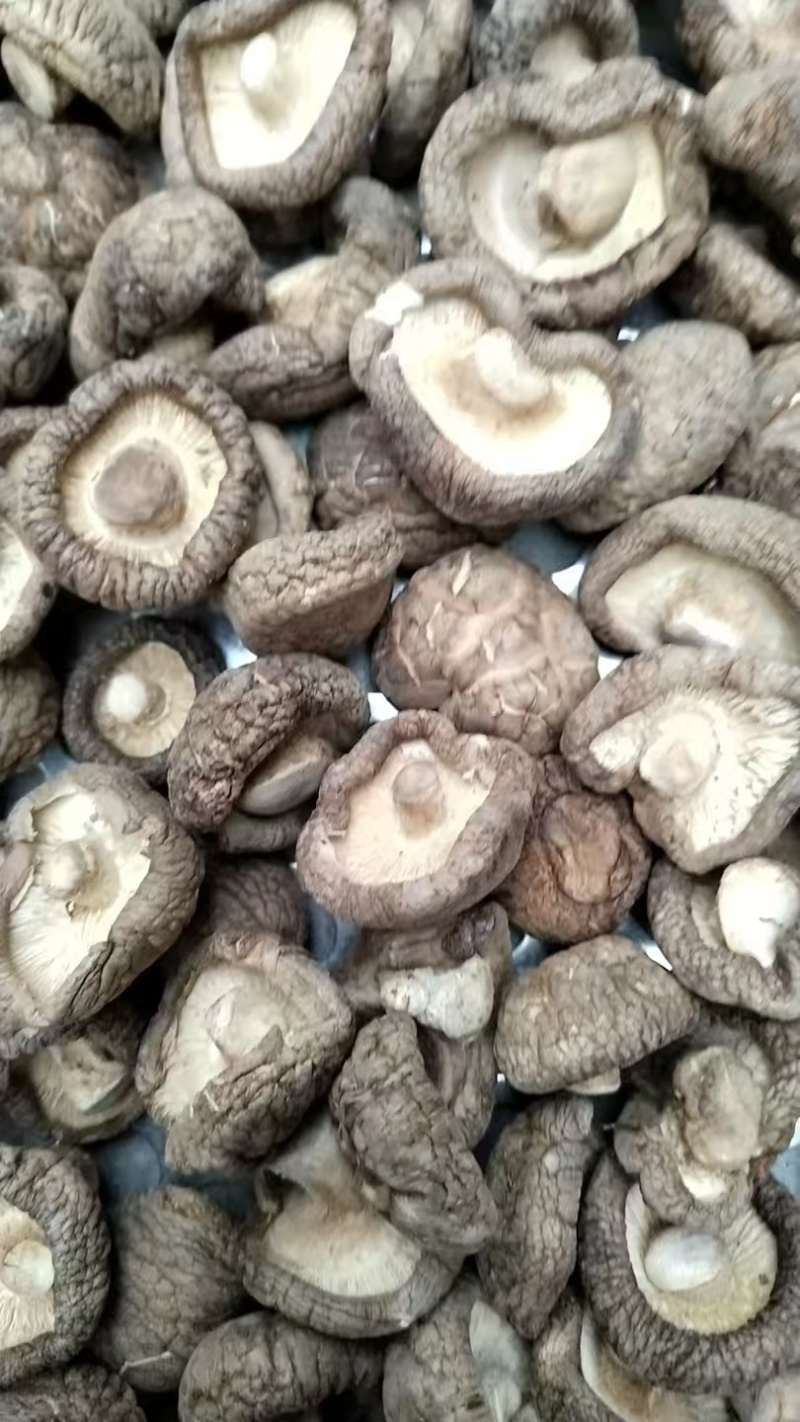 包邮精选3～4cm香菇2026新菇上市，电烘干保证品质