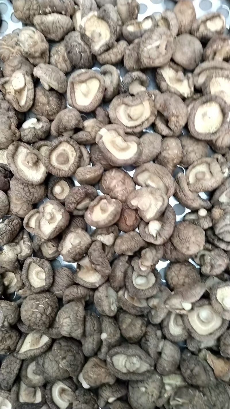 包邮精选3～4cm香菇2026新菇上市，电烘干保证品质