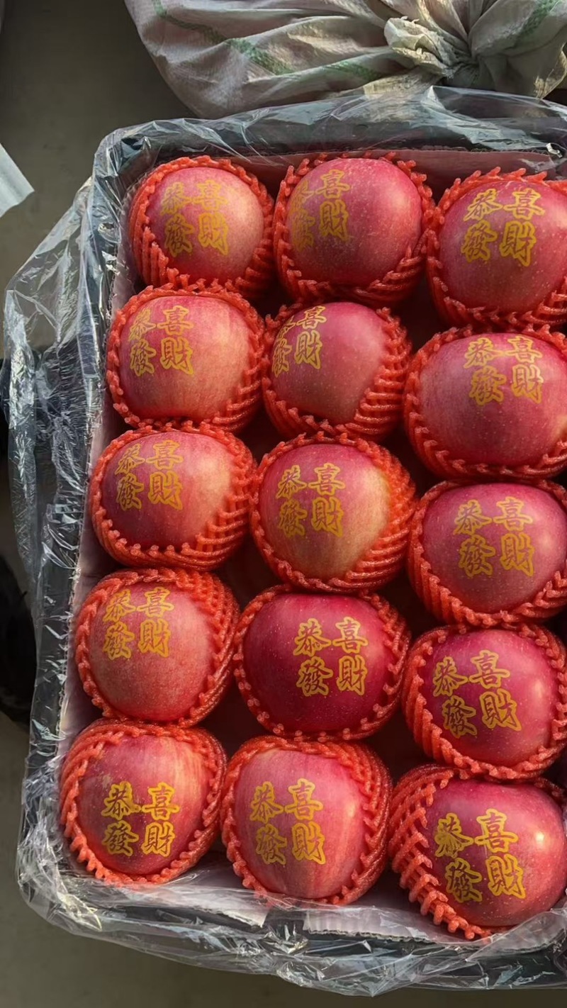 带字圣诞节圣诞果，红富士，大量库存