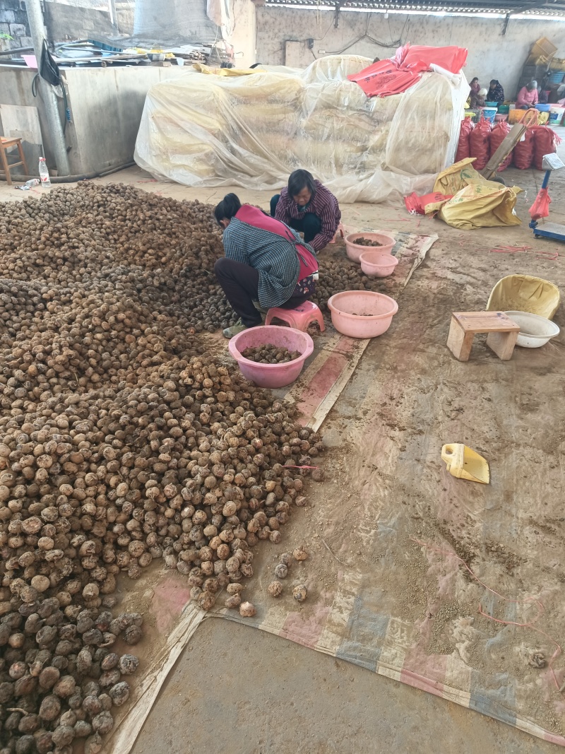 精品荔浦马蹄基地直供品质优可对接市场商超欢迎咨询来电