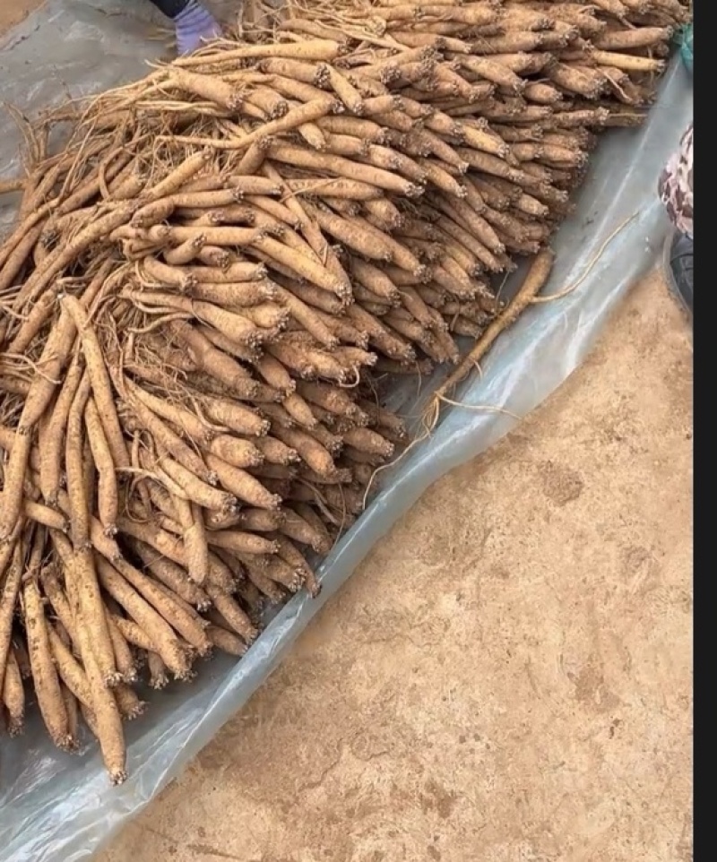 贵州黄党参