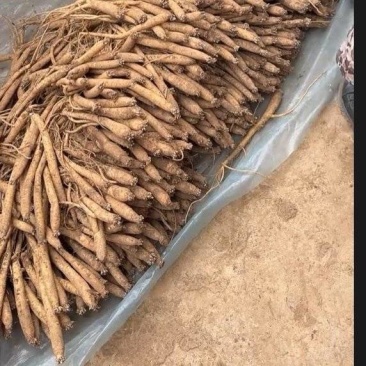 贵州黄党参