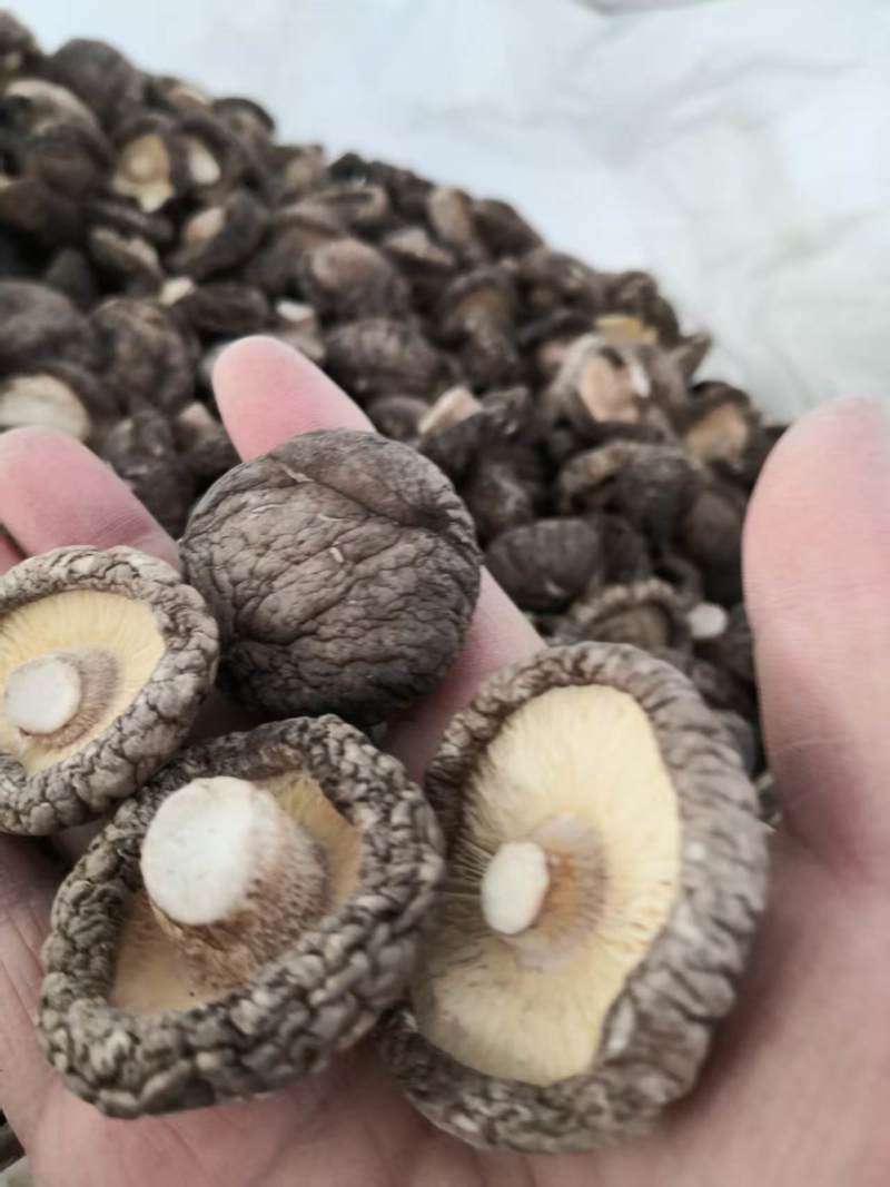 包邮精选面菇，优质干香菇，菇质厚实，形状特别好！