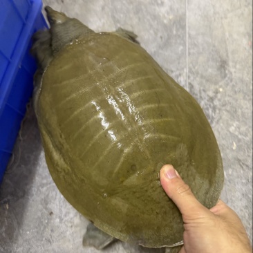 水库中华鳖甲鱼年份老，黄油不炸边。喜欢高品质