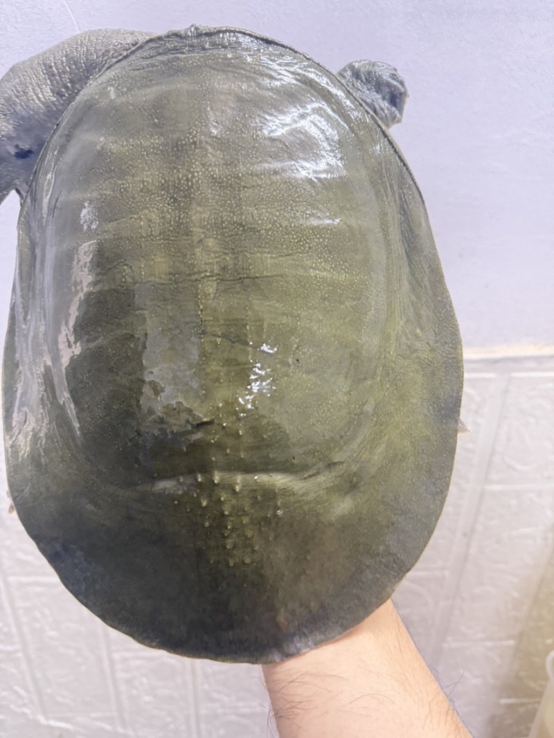 水库中华鳖甲鱼年份老，黄油不炸边。喜欢高品质