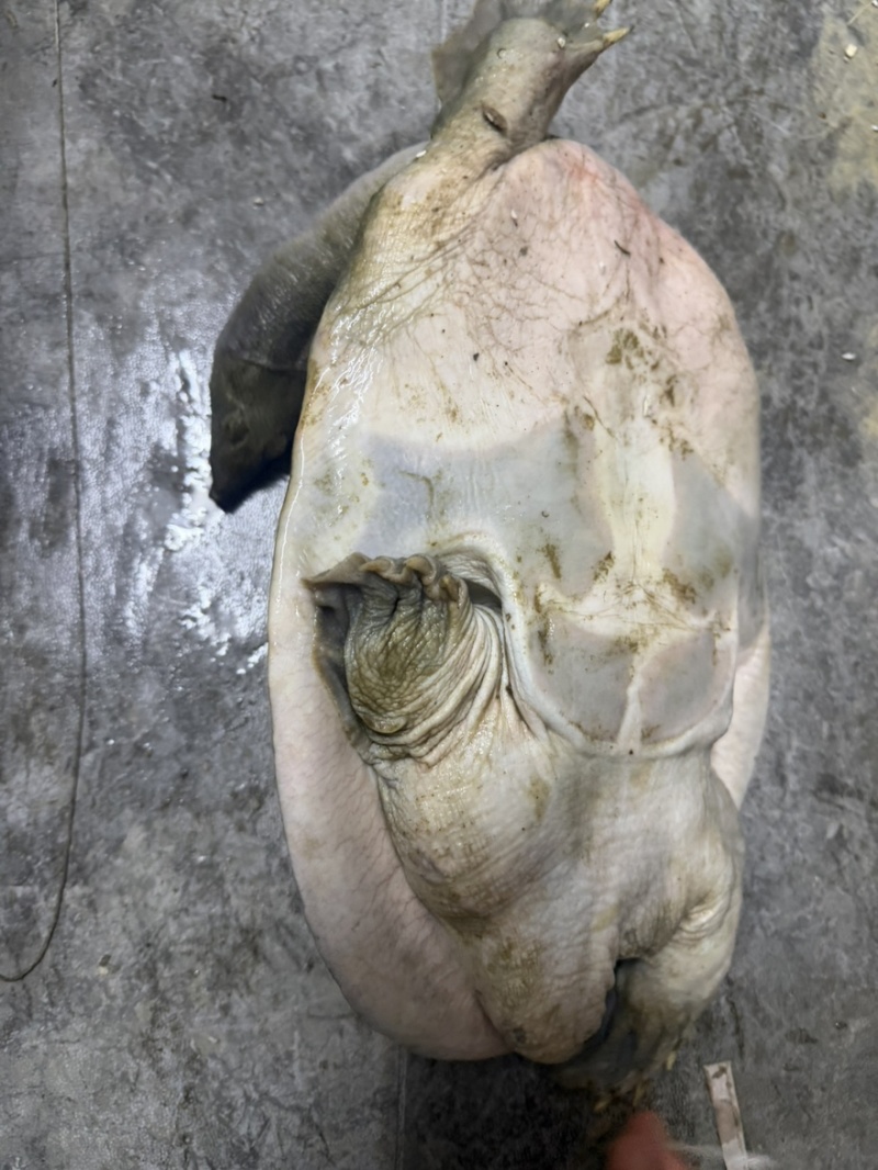 水库中华鳖甲鱼年份老，黄油不炸边。喜欢高品质