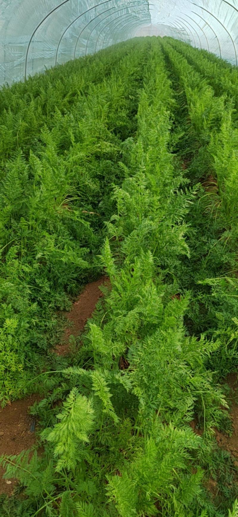 胡萝卜，山东三红胡萝卜，大量现货价格可谈，随时有货发全国