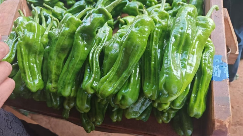 芜湖椒薄皮专业对接超市市场电商专业做货