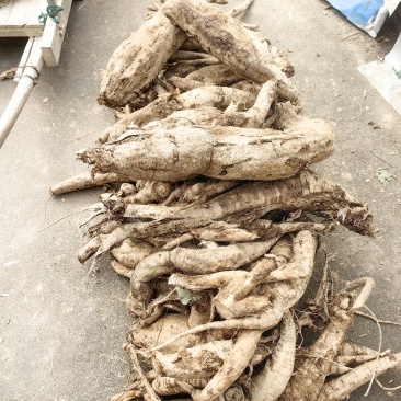 纯野生葛根粉
