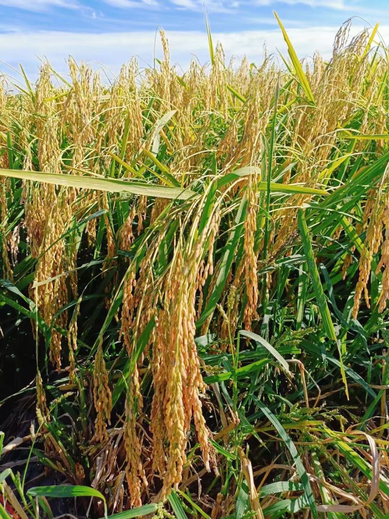 新米五常稻花香2号产地直发