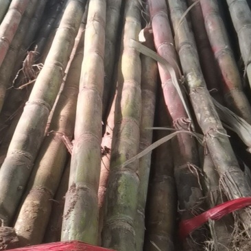 刚拉回来的新鲜甘蔗