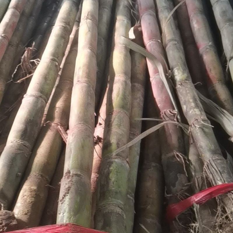 刚拉回来的新鲜甘蔗