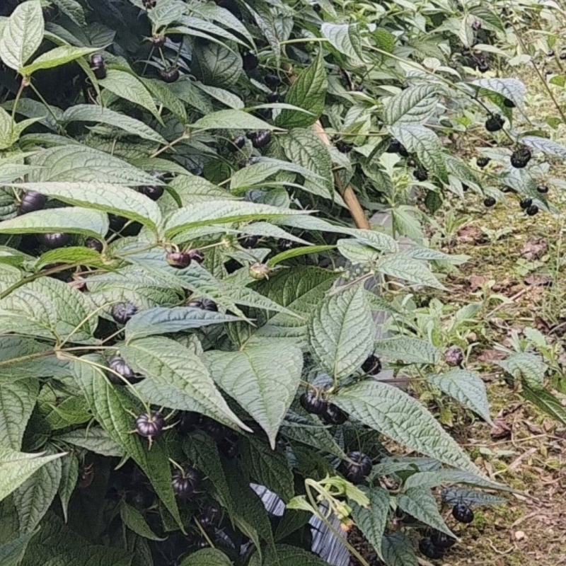马关红果参
