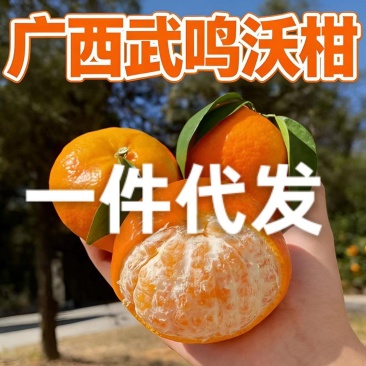 广西武鸣沃柑/电商一件代发/橙子/桔子/橘子/柑橘