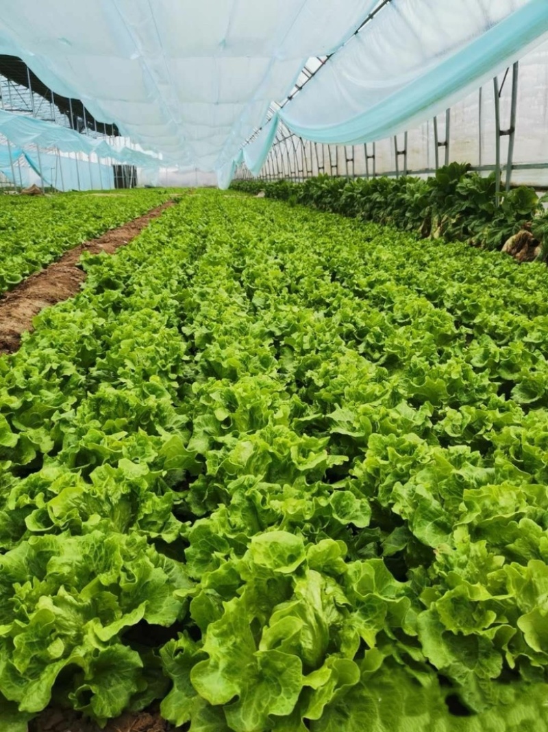 云南嵩明意大利500版精品一次性低价出价格电话详谈
