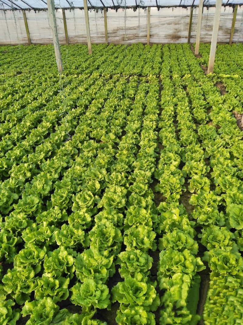云南嵩明意大利500版精品一次性低价出价格电话详谈