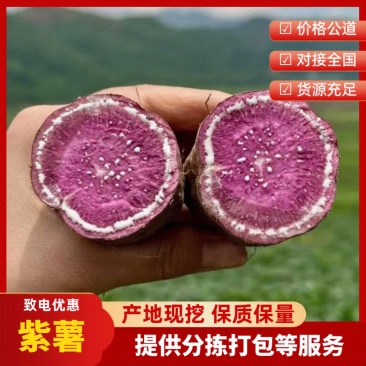 紫薯粉糯香甜无丝批发市场电商商超价格优惠质量好