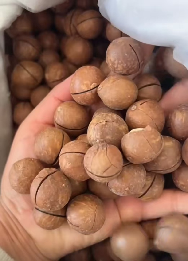 夏威夷果/500克净重/厂家发货/对接电商品质