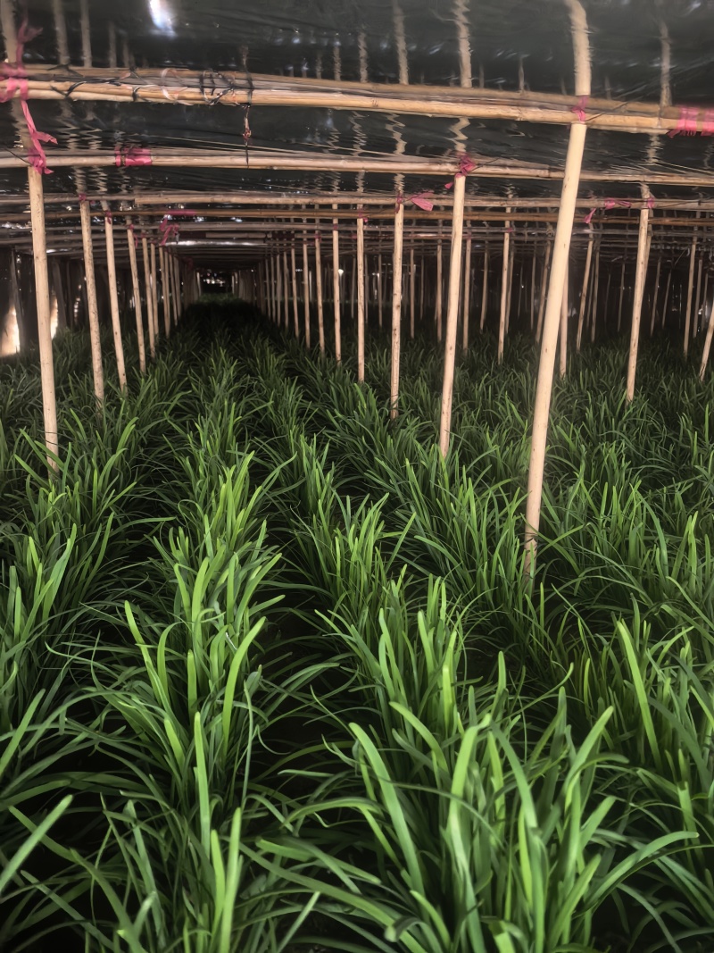 精品大叶苔韭，可实地考察，直供电商，商超，产地直发