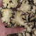 《川芎》四川川芎片薄片货干无硫磺货源充足量大从优