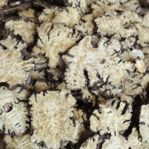 《川芎》四川川芎片薄片货干无硫磺货源充足量大从优