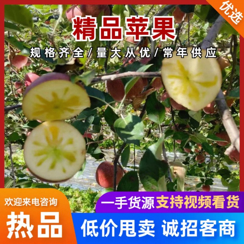 山东红富士苹果冰糖心甜脆多汁批发市场商超进出口价低
