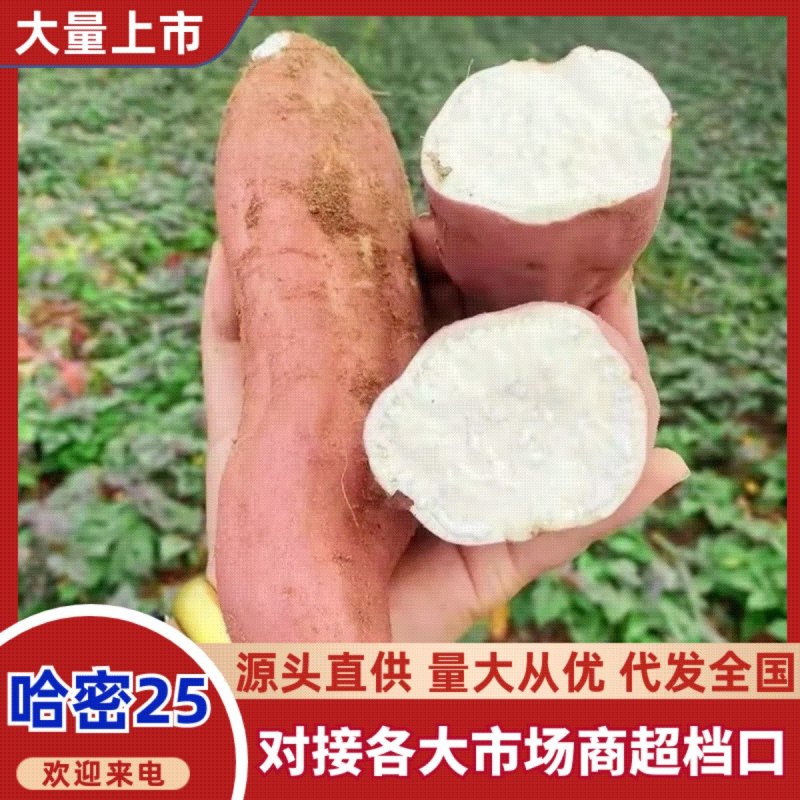 哈密红薯哈密21哈密香甜软糯批发市场商超价格优惠