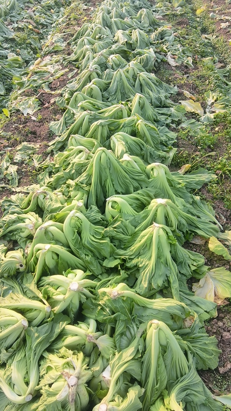 云南小叶芥菜，通货，单颗0.5-2.5斤
