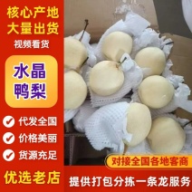 【赵县梨乡】水晶鸭梨皮薄汁多脆嫩无渣欢迎来电咨询