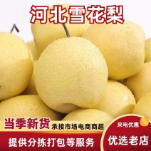 赵县雪花梨肉细多汁货源充足欢迎来电咨询选购