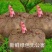 陕西关中本地黑杆白心花魔芋种子