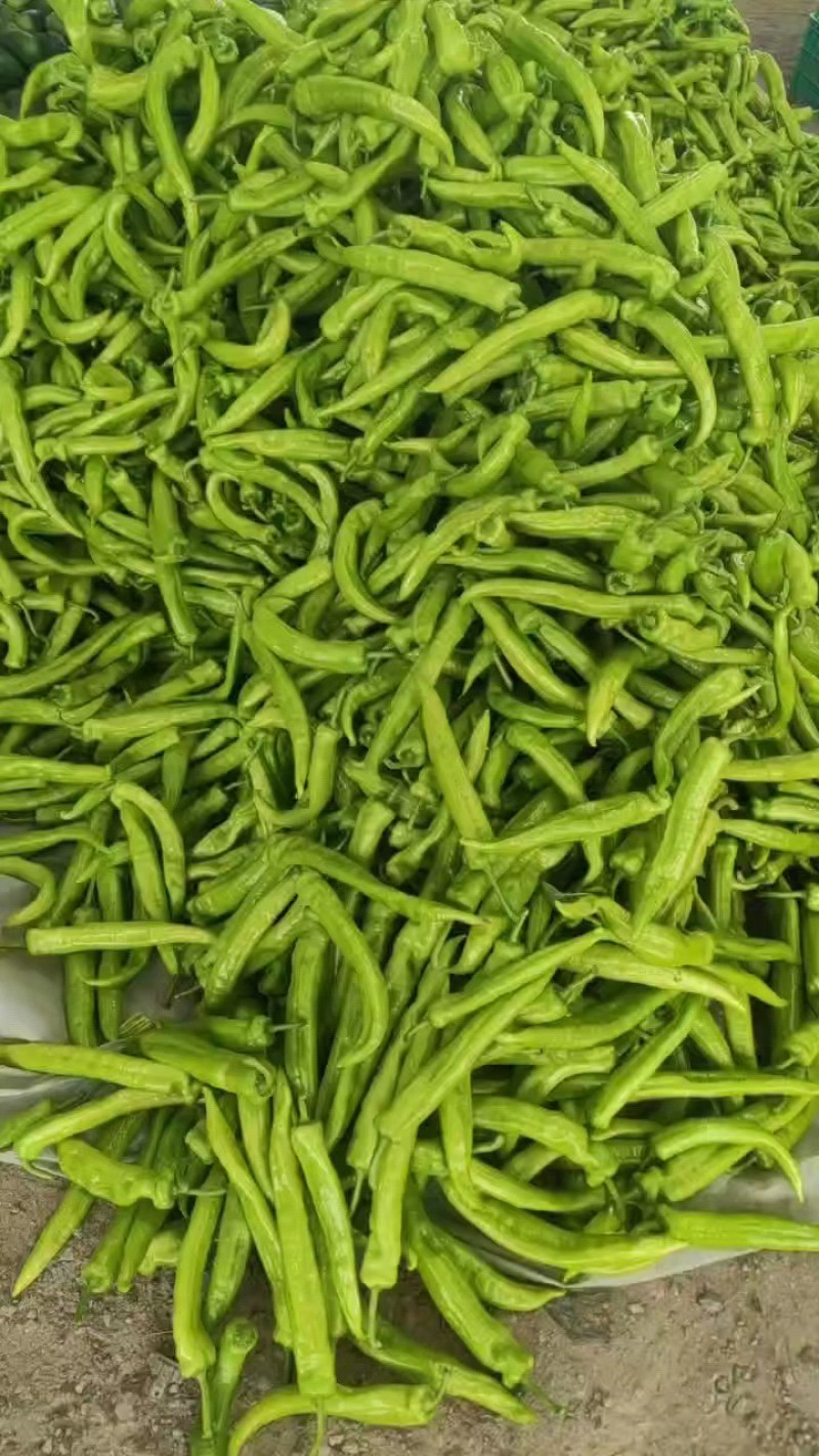 优质黄皮尖椒莘县产地大量供应中