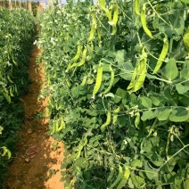 荷兰豆大量有货基地直供品质优现摘现发可视频看货热卖中