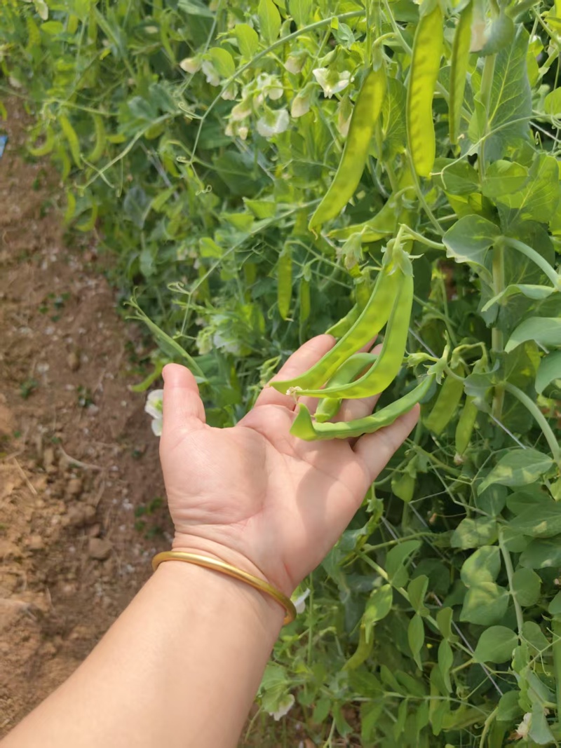 荷兰豆大量有货基地直供品质优现摘现发可视频看货热卖中