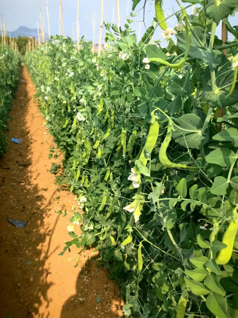 荷兰豆大量有货基地直供品质优现摘现发可视频看货热卖中